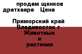 продам щенков дратхаара › Цена ­ 10 000 - Приморский край, Владивосток г. Животные и растения » Собаки   